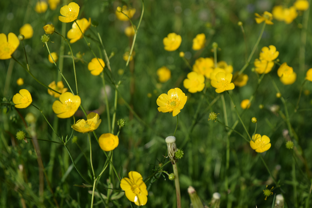 Sunny Buttercup Field