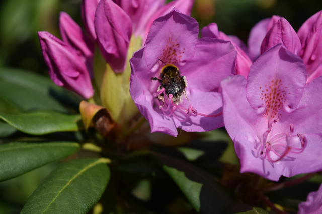 Bumblebee At Work 2