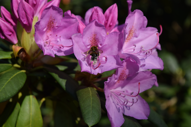 Bumblebee At Work 3