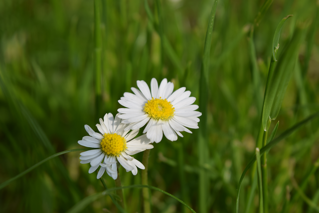 Splendid Daisies