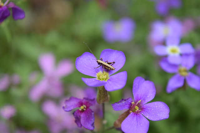 Pollinated Grasshopper