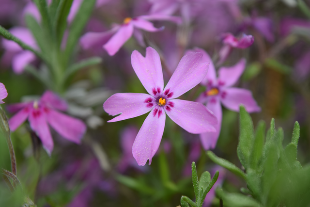 Flowery Purple