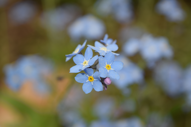 Pollinated Forget-Me-Not