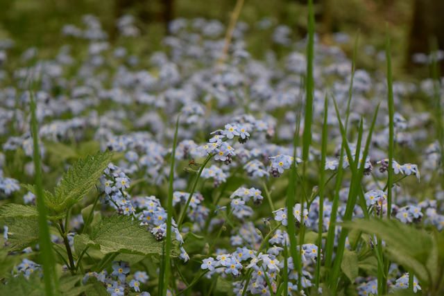 Forget-Me-Not Field