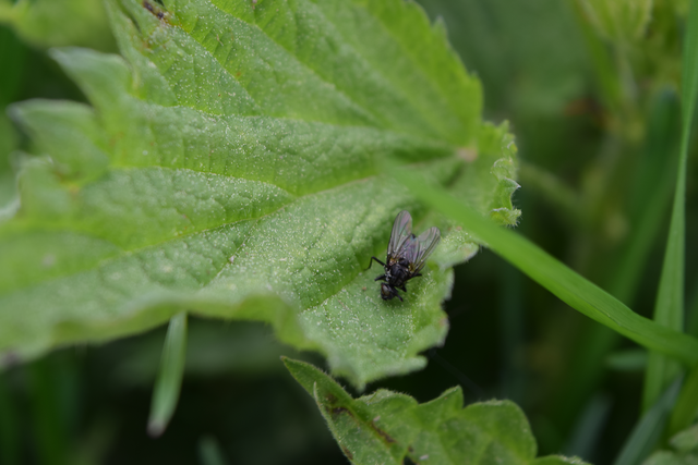 Pollinated Fly