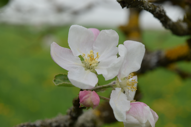 Cherry Blossom 2