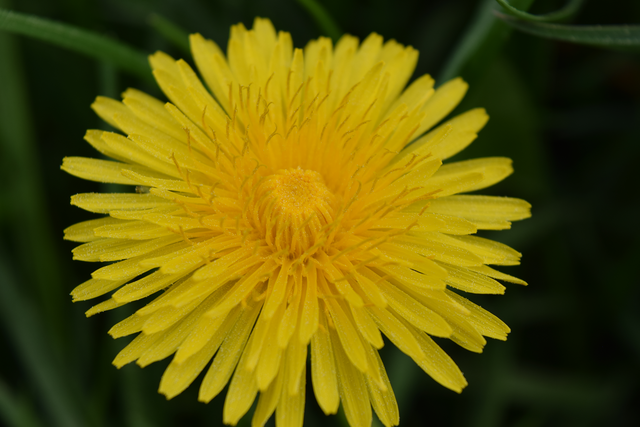 Perfect Dandelion