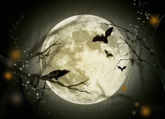 Halloween, Holidays, Mystery, Fairy Tale, Moon, Crow