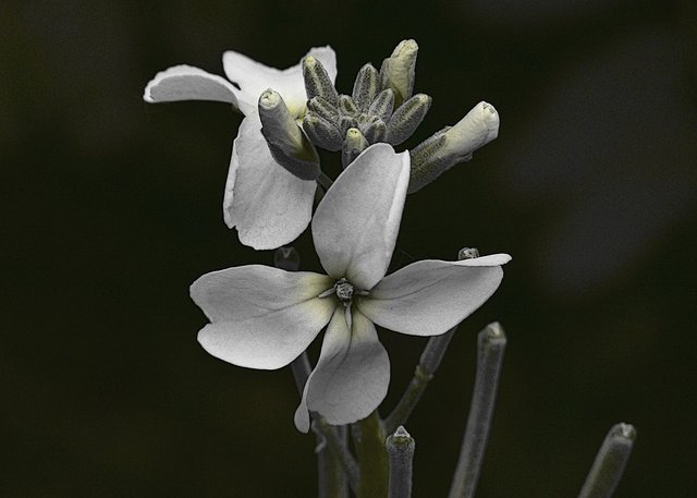 Tiny White Flower Close Up Nature Plants Garden Steemit