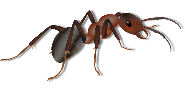 ant