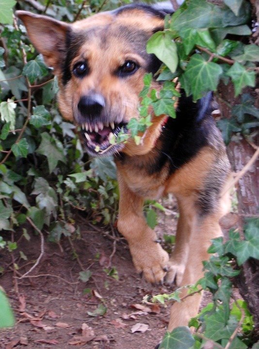 German shepherd running through undergrowth, teeth bared