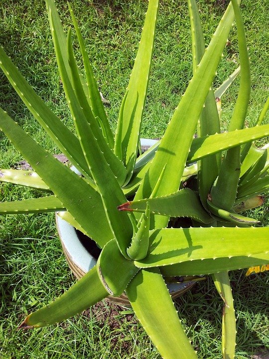 Found A Beauty Plant Health Benefits Of Aloe Vera Useful For Our