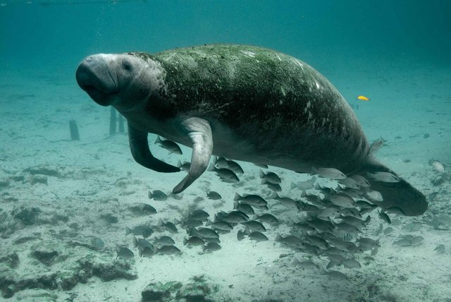 A manatee