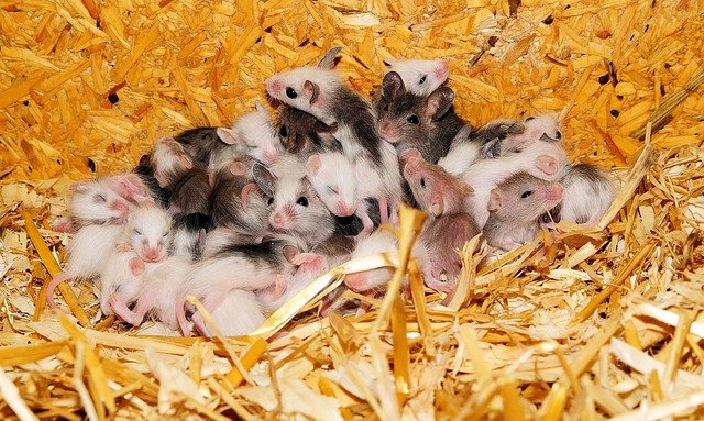 mice image