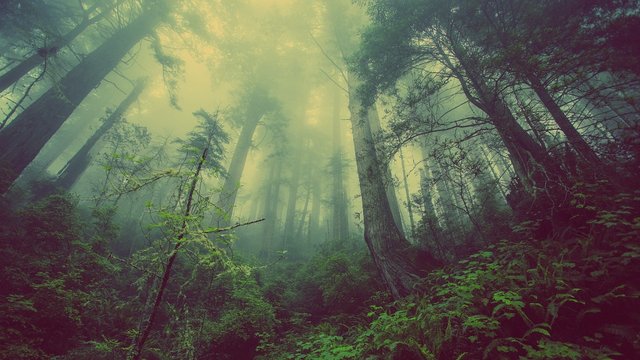 Forest, Mist, Nature, Trees, Mystic, Atmosperic, Fog