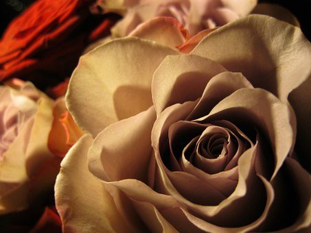 the most beautiful rose in the world
