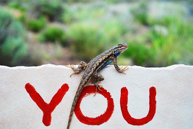 You Graffiti + Lizard