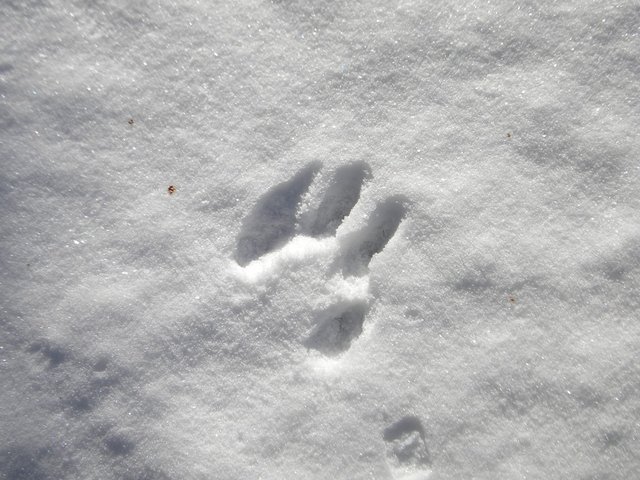 Snow, Winter, Track, Cold, Trail, Animal, Wolf, Dog
