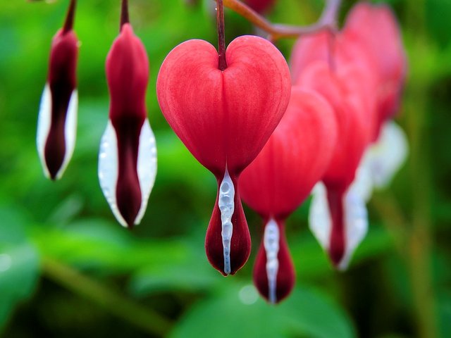 Bleeding heart flower store poisonous