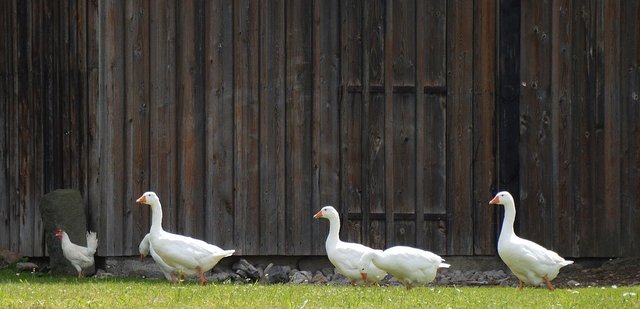 Geese and barn