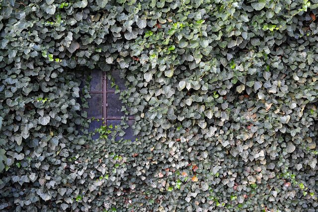 Overgrown Ivy