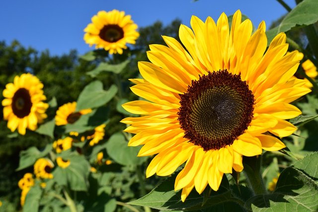 Sunflower, Sunflower Field, Yellow, Summer, Blossom