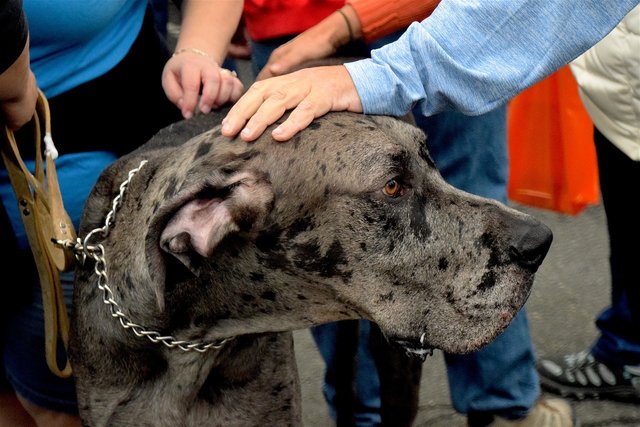 Great Danes are Beautiful, Fragile Creatures