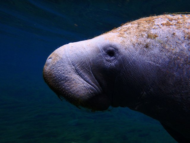 A manatee