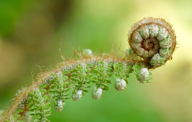 Fern, Green, Plant, Nature, Forest, Leaves, Leaf Fern