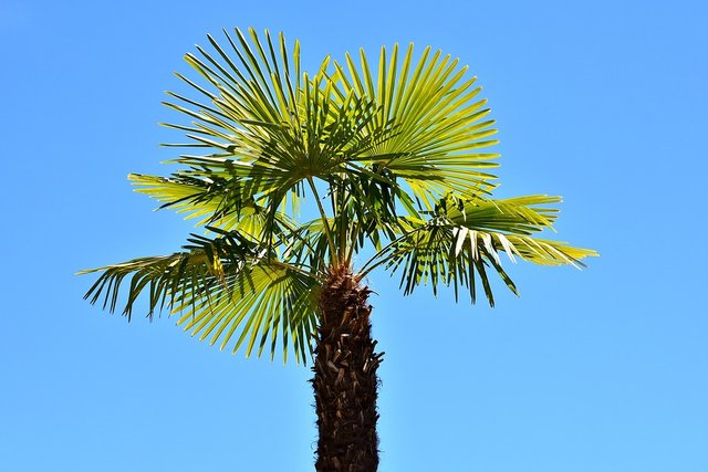 palm tree