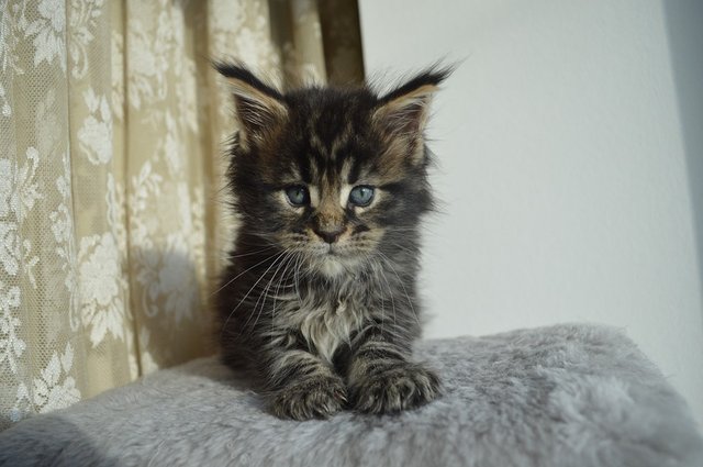 Tierlexikon Die Maine Coon Katze Oder Der Sanfte Riese