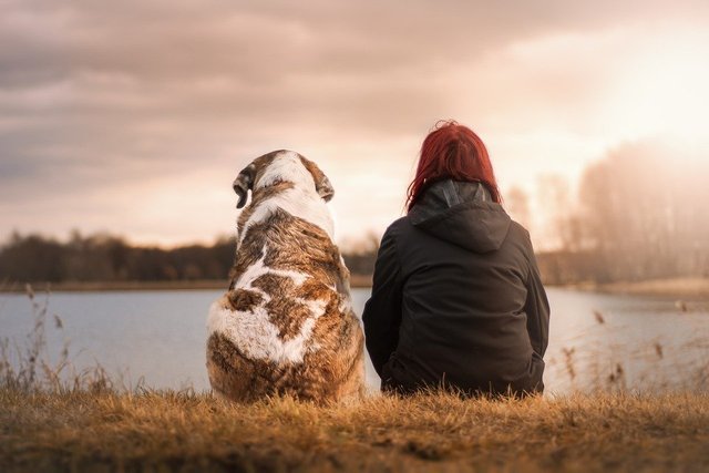 Friends, Dog, Pet, Woman Suit, Sunset, Human, Trust