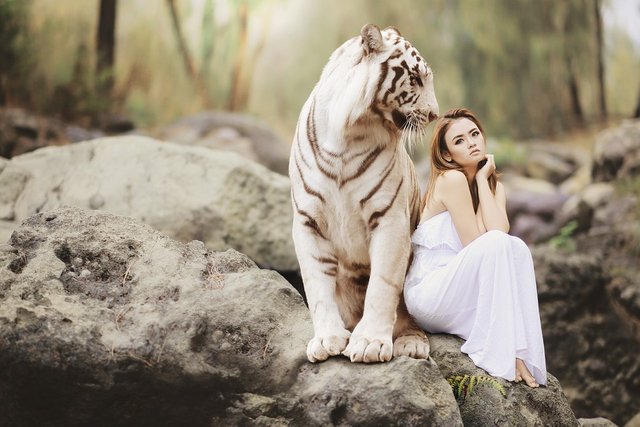 Nature, Animal World, White Bengal Tiger, Tiger