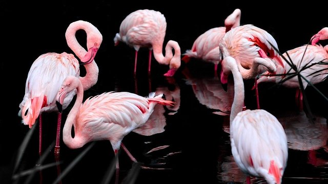 https://cdn.pixabay.com/photo/2018/03/07/16/37/pink-flamingo-3206415_960_720.jpg