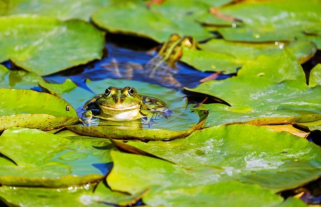 Frog, Water Frog, Frog Pond, Amphibian, Animal