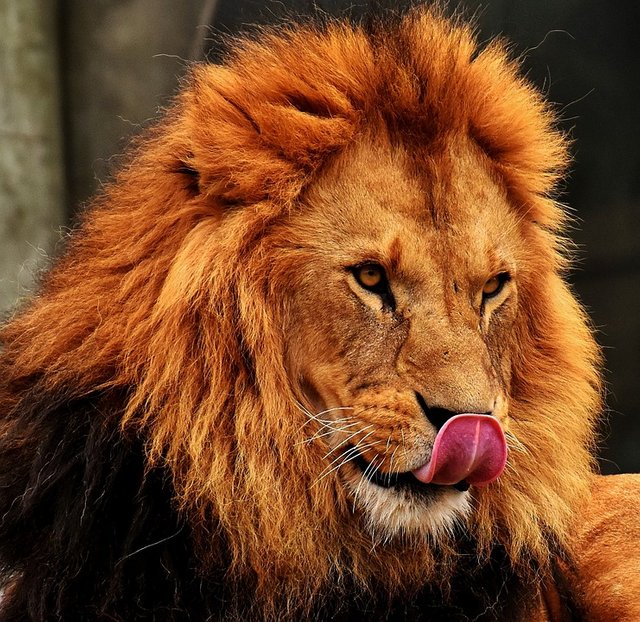 Lion, Predator, Dangerous, Mane, Cat, Male, Zoo