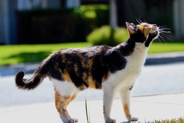 tri-color cat