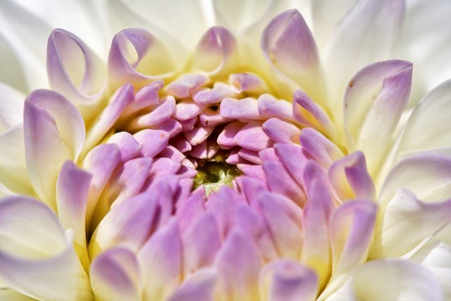 Dahlia, Dahlias Bud, Flower, Bud, Dahlia Garden