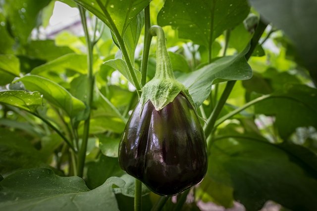 Berenjena, Solanum Melongena, Primas, Fresco, JardÃ­n