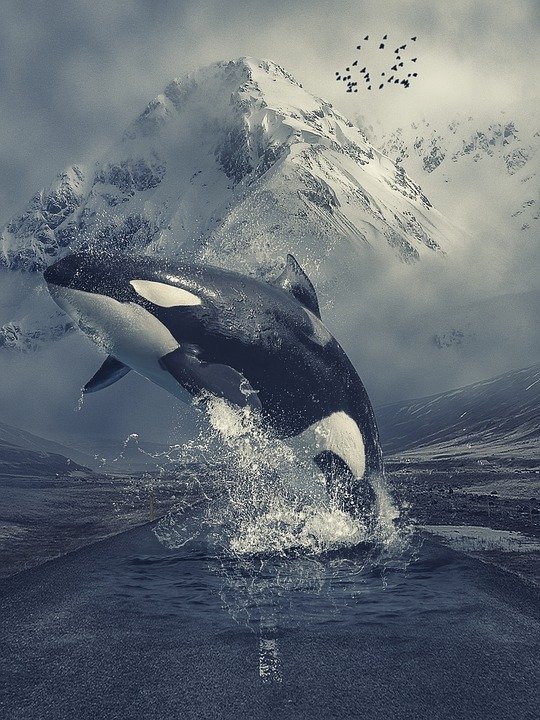 Big Bad Whale