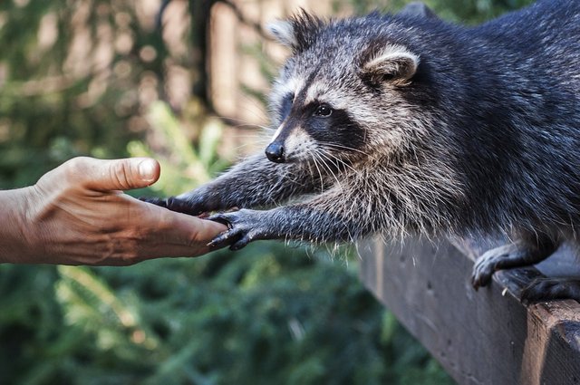Do not trust raccoon propaganda!