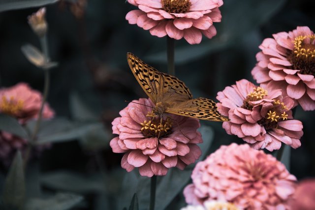 Flowers, Garden, Bloom, Butterfly, Insects, Wings