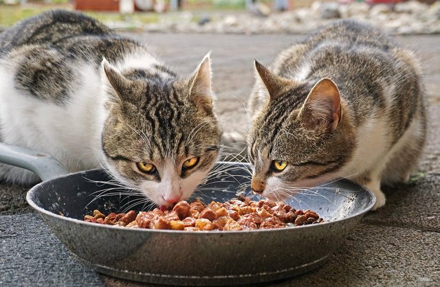 twin cats eating kibble