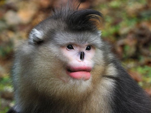 Amazing nature #35 - Snub-nosed monkeys — Steemit