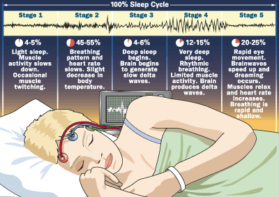 Sleep Cycles