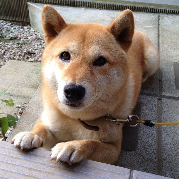 randomshiba2