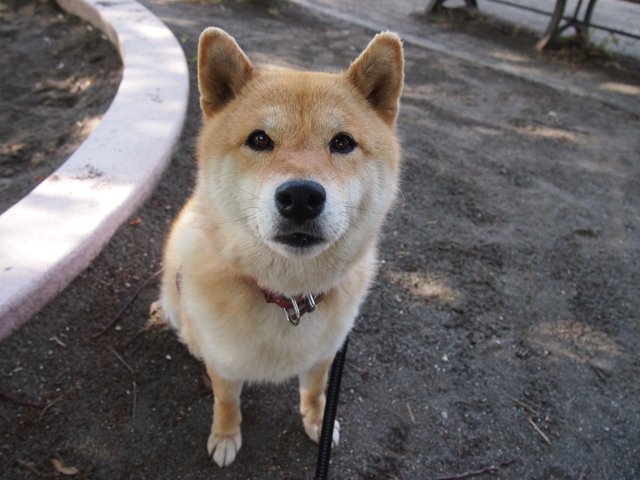 randomshiba2