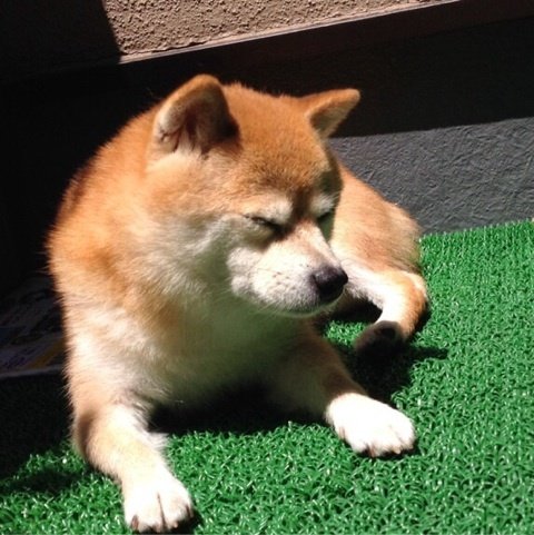 randomshiba