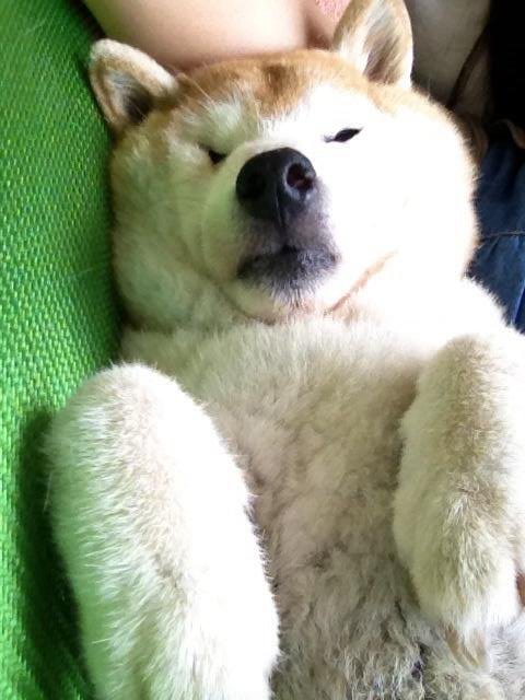 randomshiba2