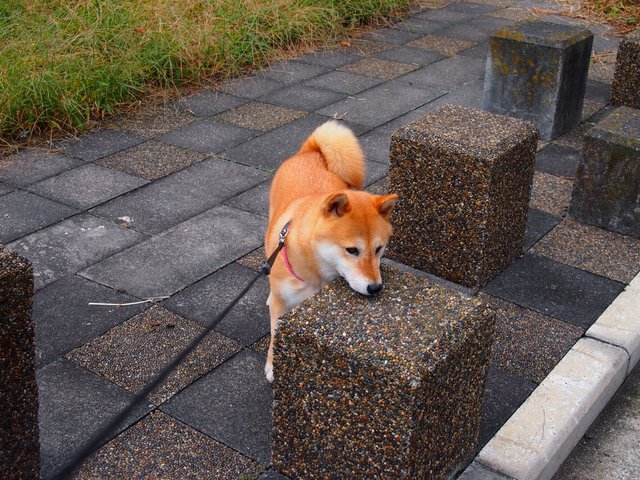 randomshiba2